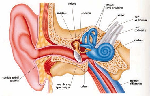 Schéma oreille humaine
